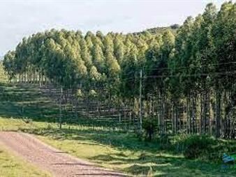 https://web5.gallito.com.uy/874-has-mixtas-agricola-ganadero-forestal-inmuebles-24097938