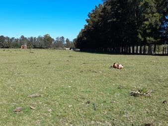 https://www.gallito.com.uy/buen-campo-agricola-muy-bien-ubicado-83-has-inmuebles-24245564