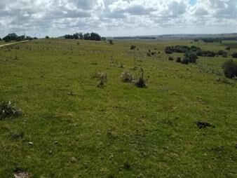 https://web5.gallito.com.uy/linda-fraccion-de-campo-agricola-ganadero-177-has-castill-inmuebles-23468579