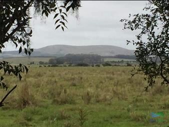 https://www.gallito.com.uy/128-has-a-3-kms-de-r9-lindo-campito-e-invernada-inmuebles-23405275