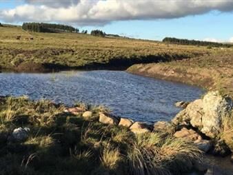 https://www.gallito.com.uy/lindo-campito-de-37-has-a-metros-de-ruta-12-y-15-minutos-de-inmuebles-22538559