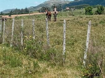 https://web5.gallito.com.uy/lindo-campo-63-has-en-las-sierras-de-carape-muy-buenas-vis-inmuebles-22538682