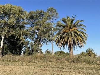 https://web5.gallito.com.uy/parque-jousten-manzana-d-lote-25-inmuebles-27155960