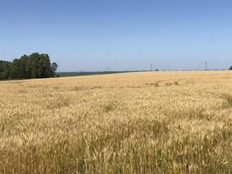 https://web5.gallito.com.uy/19-4-has-sobre-ruta-2campo-agricola-inmuebles-27155987