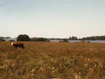 https://www.gallito.com.uy/campo-240-has-en-salto-con-costa-al-rio-uruguay-inmuebles-27156033