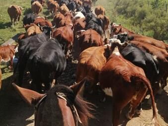 https://web5.gallito.com.uy/950-has-campo-mixto-ganadero-forestal-en-durazno-inmuebles-27156787