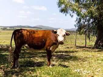 https://web5.gallito.com.uy/venta-chacra-campo-12-has-minas-lavalleja-inmuebles-26291890
