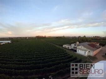 https://www.gallito.com.uy/chacra-de-11-has-con-bodega-y-viñedos-en-venta-proximo-a-inmuebles-25917728