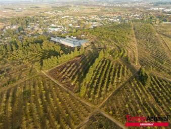 https://www.gallito.com.uy/venta-magnifico-terreno-para-urbanizacion-en-zona-de-barrio-inmuebles-24867312