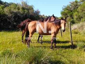 https://web5.gallito.com.uy/campo-de-38-hs-con-8690-m2-limite-de-maldonado-y-inmuebles-25033637