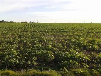 https://web5.gallito.com.uy/campo-agricola-ganadero-i-canelones-i-ha-182-ic-142-inmuebles-26325119
