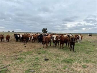 https://web5.gallito.com.uy/establecimiento-ganadero-agricola-i-canelones-i-900-has-inmuebles-26029571