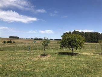 https://web5.gallito.com.uy/campo-agricola-ganadero-canelones-inmuebles-26029553