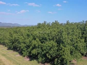https://web5.gallito.com.uy/chacra-con-plantacion-comercial-de-nogales-i-canelones-i-ha-inmuebles-27312559