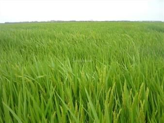 https://www.gallito.com.uy/estancia-agricola-ganadera-i-cerro-largo-i-ha-525-ic-113-inmuebles-27312714