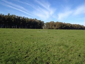 https://web5.gallito.com.uy/estancia-ganadera-agricola-en-durazno-inmuebles-27332529