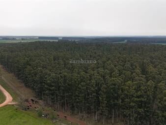 https://web5.gallito.com.uy/campo-forestal-ganadero-en-durazno-inmuebles-27332498