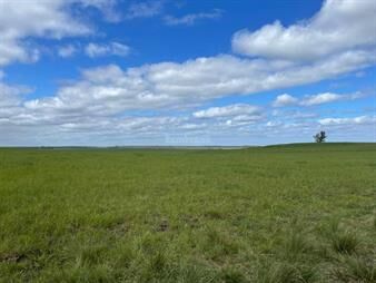 https://www.gallito.com.uy/venta-de-campo-ganadero-agricola-i-286-ha-ic-99-i-flores-inmuebles-25742902