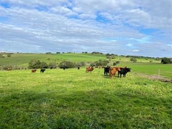 https://www.gallito.com.uy/campo-ganadero-agricola-en-maldonado-inmuebles-27347051