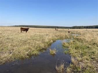 https://web5.gallito.com.uy/campo-ganadero-en-paysandu-inmuebles-26416816
