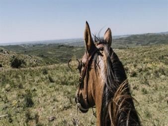 https://www.gallito.com.uy/se-vende-campo-ganadero-turistico-en-treinta-y-inmuebles-27306989