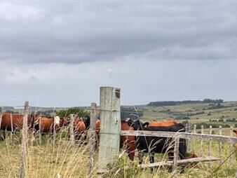 https://www.gallito.com.uy/campo-sobre-camino-los-molles-y-pueblo-garzon-inmuebles-26598605