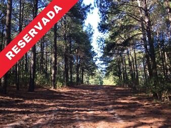 https://www.gallito.com.uy/chacra-paraje-arazati-inmuebles-27156297