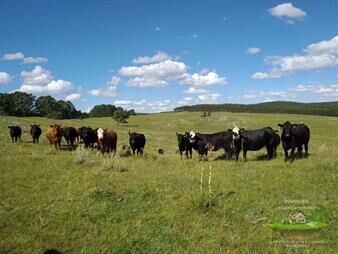 https://www.gallito.com.uy/hermoso-campo-de-355-hectareas-en-el-de-rocha-inmuebles-27008716