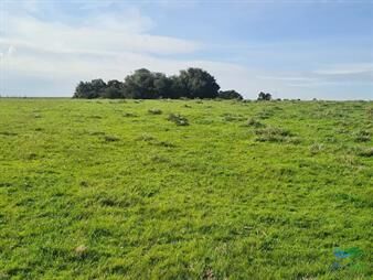 https://www.gallito.com.uy/campo-agricola-ganadero-422-has-sobre-ruta-15-inmuebles-27113327