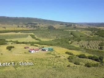 https://www.gallito.com.uy/venta-espectacular-campo-con-olivos-inmuebles-24896721