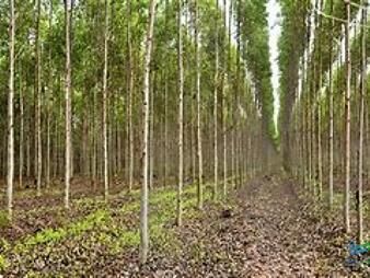 https://web5.gallito.com.uy/campos-forestales-varios-inmuebles-27434274