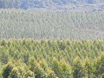 https://www.gallito.com.uy/campos-forestales-varios-inmuebles-27434326