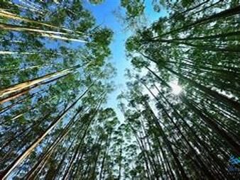 https://www.gallito.com.uy/campos-forestales-varios-inmuebles-27434324