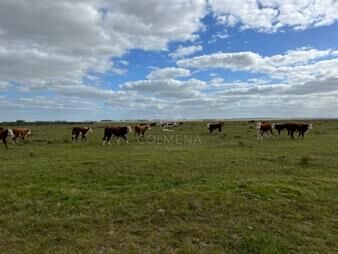 https://web5.gallito.com.uy/campo-en-el-departamento-de-lavalleja-inmuebles-26428123