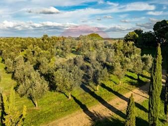 https://www.gallito.com.uy/venta-de-campo-con-olivos-en-rocha-inmuebles-27493953