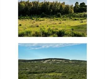 https://web5.gallito.com.uy/555-has-campo-mixto-ganadero-forestal-inmuebles-26208716