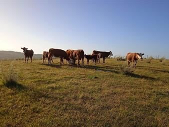 https://www.gallito.com.uy/campo-en-venta-km-340-de-ruta-8-4ta-sec-de-33-inmuebles-27535972