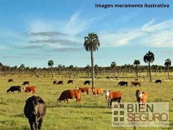https://www.gallito.com.uy/ideal-inversor-campo-ganadero-124-5-has-proximo-19-ruta1-inmuebles-26139614