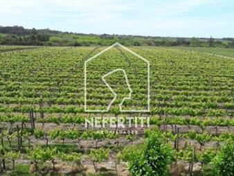https://www.gallito.com.uy/venta-bodega-viñedo-con-5-casas-en-camino-chico-inmuebles-27616522