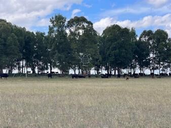 https://web5.gallito.com.uy/campo-en-durazno-inmuebles-24721741