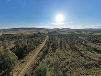 https://web5.gallito.com.uy/venta-campo-ganadero-forestal-maldonado-uruguay-inmuebles-27342634