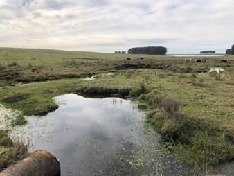 https://www.gallito.com.uy/establecimientos-ganadero-agricolas-i-cerro-largo-i-ha-650-inmuebles-27312756