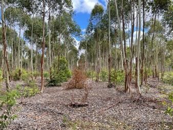 https://www.gallito.com.uy/forestal-i-canelones-inmuebles-27312541