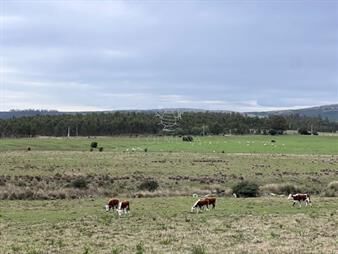 https://web5.gallito.com.uy/campo-de-22-has-6862-m2-cerca-de-punta-del-este-inmuebles-25155165