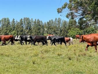 https://www.gallito.com.uy/campo-18-has-a-10-km-de-san-carlos-inmuebles-26238056