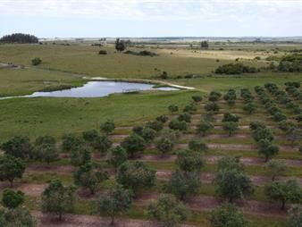 https://www.gallito.com.uy/28-has-a-5-kms-de-garzon-con-5000-olivos-inmuebles-24785923