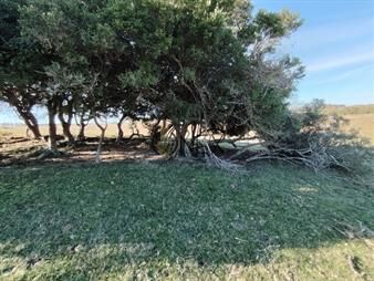 https://web5.gallito.com.uy/venta-de-campo-de-20-ha-en-paso-del-tigre-inmuebles-27713591