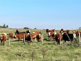 https://web5.gallito.com.uy/campo-en-lavalleja-inmuebles-27717076