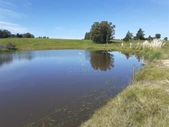 https://www.gallito.com.uy/muy-buen-campo-para-cria-de-ganado-inmuebles-27723748