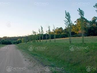 https://web5.gallito.com.uy/terreno-en-venta-punta-del-este-inmuebles-26117719